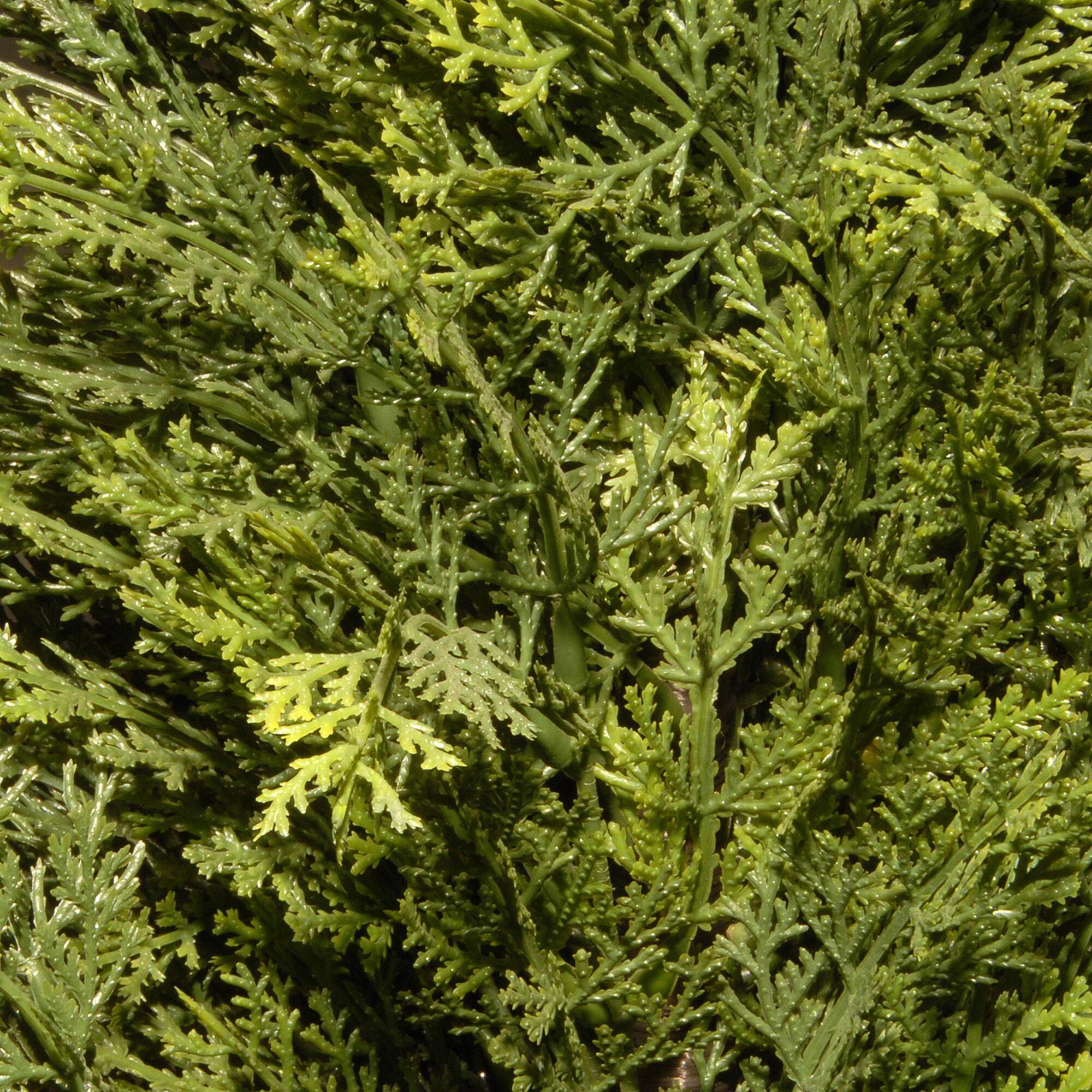 53" Cedar Tree